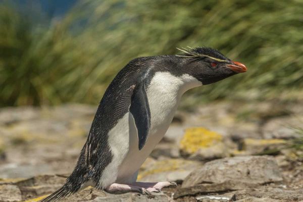 Falkland Islands, Bleaker Is Rockhopper penguin